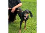 Adopt Savannah a Black and Tan Coonhound
