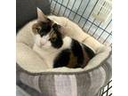 Adopt Cha-Cha a Domestic Short Hair