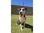 Adopt Zara a Pit Bull Terrier, Border Collie