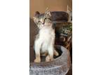 Adopt Caroline Kennedy a Domestic Short Hair, Tabby