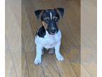 Jack Russell Terrier PUPPY FOR SALE ADN-810645 - Jack Russell male