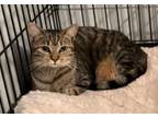 Adopt Chrissy a Domestic Short Hair
