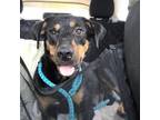 Adopt Mable a Rottweiler, Mixed Breed