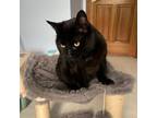 Adopt Dora a Domestic Short Hair