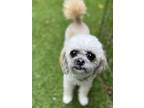 Adopt Luna a Poodle, Pug