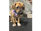 Adopt Mittens a Boxer, Pit Bull Terrier
