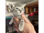Adopt Chloe baby grey whisper a Domestic Short Hair
