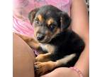 Adopt Hermione a German Shepherd Dog