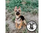 Adopt Jenny a German Shepherd Dog