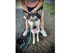 Adopt Mya a Husky