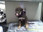 Adopt Gojo a Shepherd, Husky