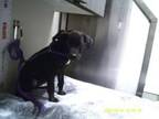 Adopt Dag a Staffordshire Bull Terrier
