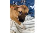 Adopt Judy a Shepherd, Terrier