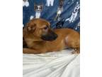 Adopt Jane a Shepherd, Terrier