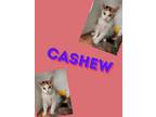 Adopt Cashew a Domestic Medium Hair