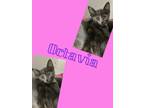 Adopt Octavia a Domestic Short Hair