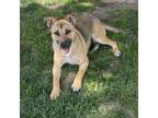 Adopt Maggie a German Shepherd Dog