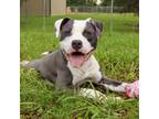 Adopt Ice a American Staffordshire Terrier, Mixed Breed