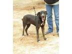 Adopt Dagger a Pit Bull Terrier, Mixed Breed