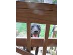 Adopt Luke a Hound, Mixed Breed