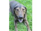 Adopt Matthew a Bullmastiff