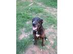 Adopt Dagger a Labrador Retriever