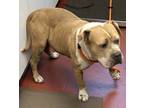Adopt Levi a Pit Bull Terrier