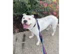 Adopt Tanner a Pit Bull Terrier