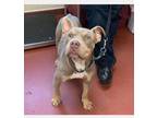 Adopt Twix a Pit Bull Terrier