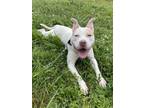 Adopt Brock a Pit Bull Terrier