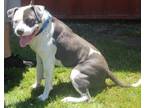 Adopt Mike a Pit Bull Terrier