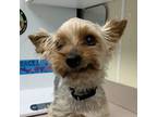 Adopt Herbie a Yorkshire Terrier