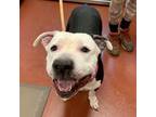 Adopt King a Pit Bull Terrier