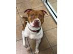 Adopt Bluey a Pit Bull Terrier