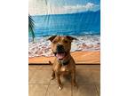Adopt Beans (Blade) a Pit Bull Terrier