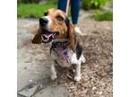 Adopt Maverick a Beagle