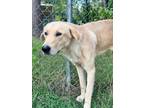 Adopt Cheerio a Labrador Retriever