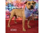 Adopt Kiwi a Pit Bull Terrier
