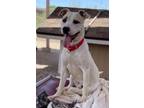 Adopt Hercules a American Staffordshire Terrier