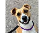 Adopt Ted a Mixed Breed
