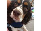 Adopt Winston U 24084 a Cocker Spaniel