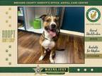 Adopt Cool Ranch a Mixed Breed