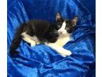 Adopt Gideon a Maine Coon, Domestic Medium Hair