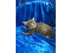 Adopt Turbo a Maine Coon