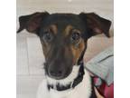 Adopt Captain Jack a Jack Russell Terrier