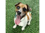 Adopt Cracker Jack a Jack Russell Terrier