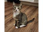 Adopt Larch a Domestic Short Hair, Tabby