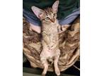 Adopt Birch (2024) a Domestic Short Hair, American Bobtail
