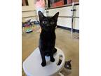 Adopt Gooseberry a Domestic Short Hair, Bombay