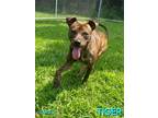 Adopt Tiger a Pit Bull Terrier